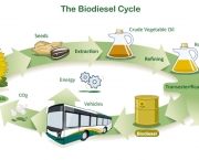 Biodiesel Cycle