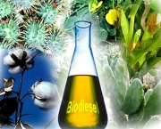 biodiesel (11)